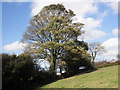 SS6438 : Hillside tree, near Southcott Farm by Roger Cornfoot