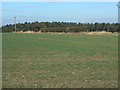 View towards Cotgrave Forest