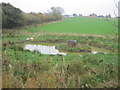 Duck pond west of Hett Village