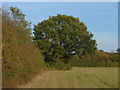 Hedgerow Oak