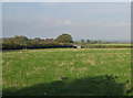 Pastures near Close Farm