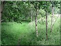 Path, Birnam Wood