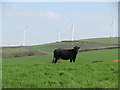 SS9686 : Cow grazing near Taff Ely Windfarm by John Light