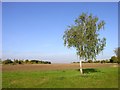 Silver Birch, Churn Estate