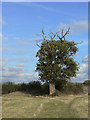 Declining oak tree