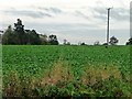 SK6380 : Telegraph pole in a crop field by Christine Johnstone