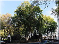TQ2977 : Trees in St Georges Square, Pimlico by PAUL FARMER