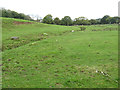 Pasture by the stream