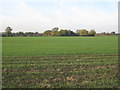 View towards Wadham Cottage