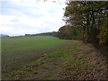 SO5291 : Along the top edge of Coats Wood by Richard Law