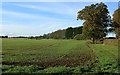 2011 : Winter wheat sprouting near Badminton