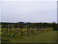 Staverton Vineyard