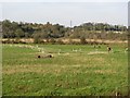 Pasture, Raith Interchange