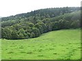 Below Milton Coppice