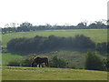 Horse grazing near Woldingham