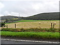 Field of straw bales, near Abernethy