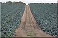 Cabbages and track