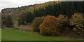 Autumnal trees in shallow valley below A97