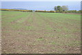 Arable field in Coaley