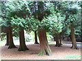 Trees in Pittencrieff Glen