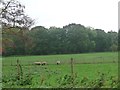 SK6279 : Lowland sheep at Park Farm by Christine Johnstone