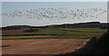 Wild Geese at Auchinderran