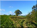 Pasture, Whashton