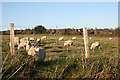 NJ6051 : Sheep at Whitemuir by Anne Burgess