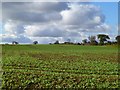 Farmland, Carkin