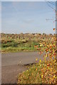 New trees on Little Rettendon Common