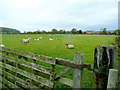 SO7315 : Sheep on green pasture by Jonathan Billinger
