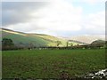 Strathblane, fields at Old Mugdock Road