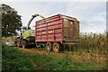 Maize harvesting, King