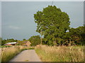 Brine Pits Lane west of Brinepits Farm