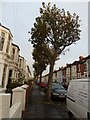 Autumnal trees in Gains Road