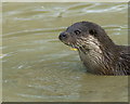TQ3643 : Otter in his Pond by Peter Trimming