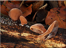 J4681 : Fungus, Crawfordsburn Country Park  (2011-12) by Albert Bridge