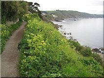 SX2653 : South West Coast Path, East Looe by Philip Halling