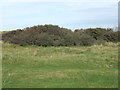 Scrub south of Hightown