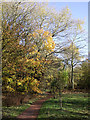 Pathway in Baggeridge Country Park near Sedgley