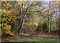 Pathway in Baggeridge Country Park near Sedgley