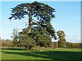 Tree in field, East Tytherley