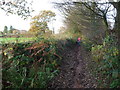 An old footpath near Devauden village