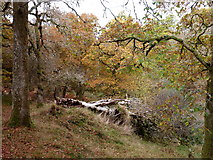 NH6790 : Fallen giant in the Fairy Glen by sylvia duckworth