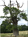 Old half-dead tree