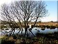 Water-logged tree, Leitrim