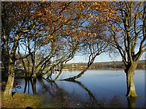 H9898 : Trees along the Bann by Kenneth  Allen