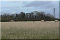 Grazing sheep near Wolds Lane