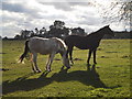 Horses in a field off the Beeches Way