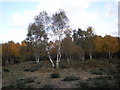 Silver birch trees on Stoke Common